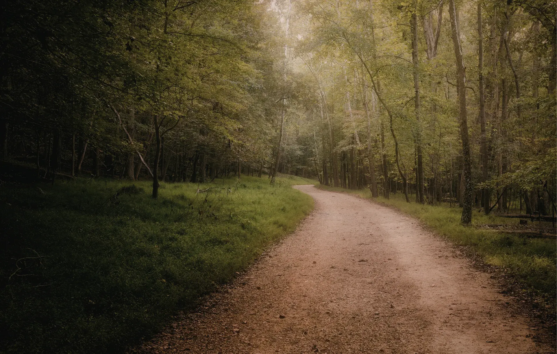 A dirt path winds through a forest dappled with soft light