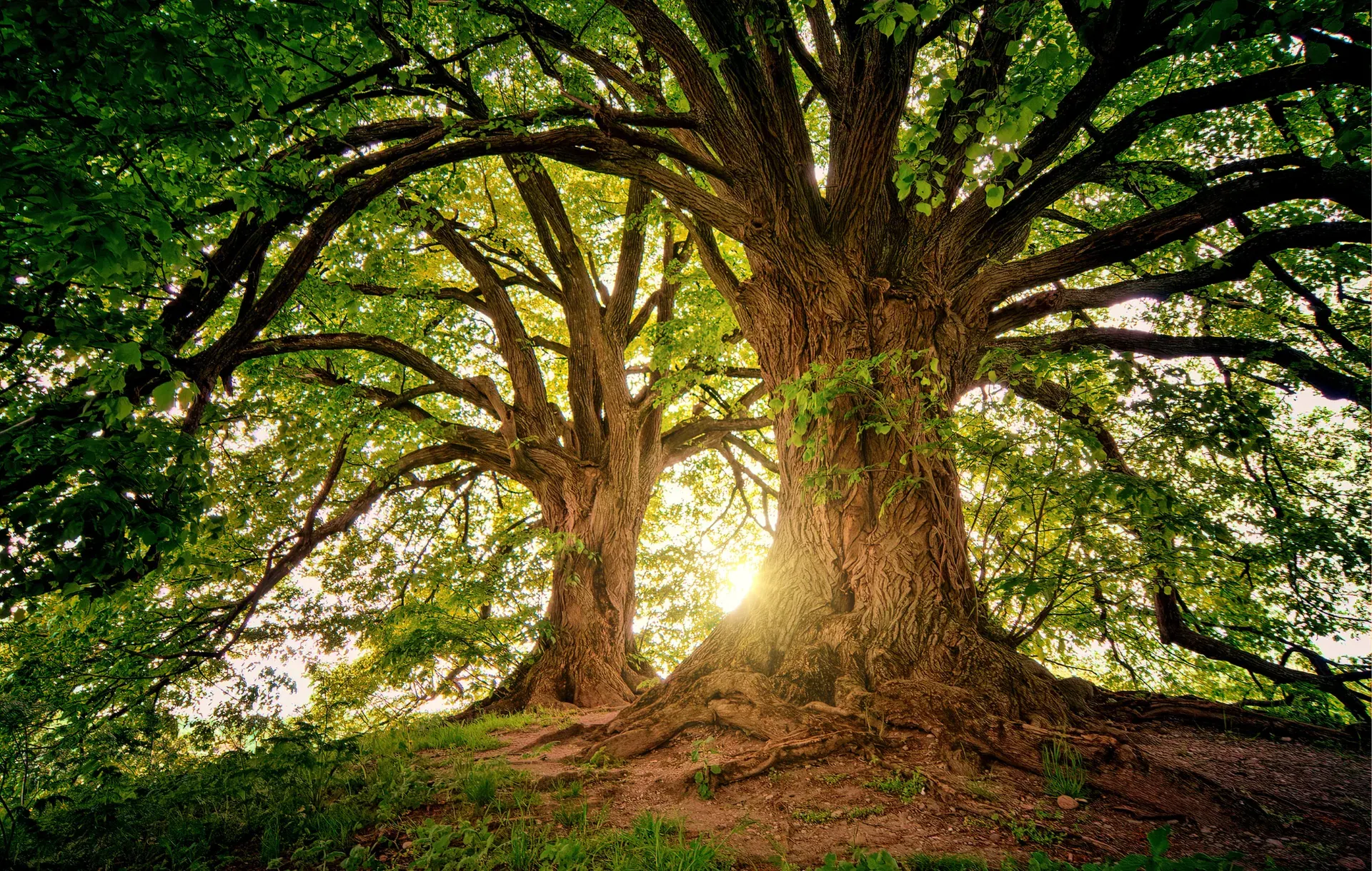 Sunlight streams through the branches of a large oak tree in a forest