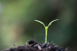 Close up of young sprout grow.